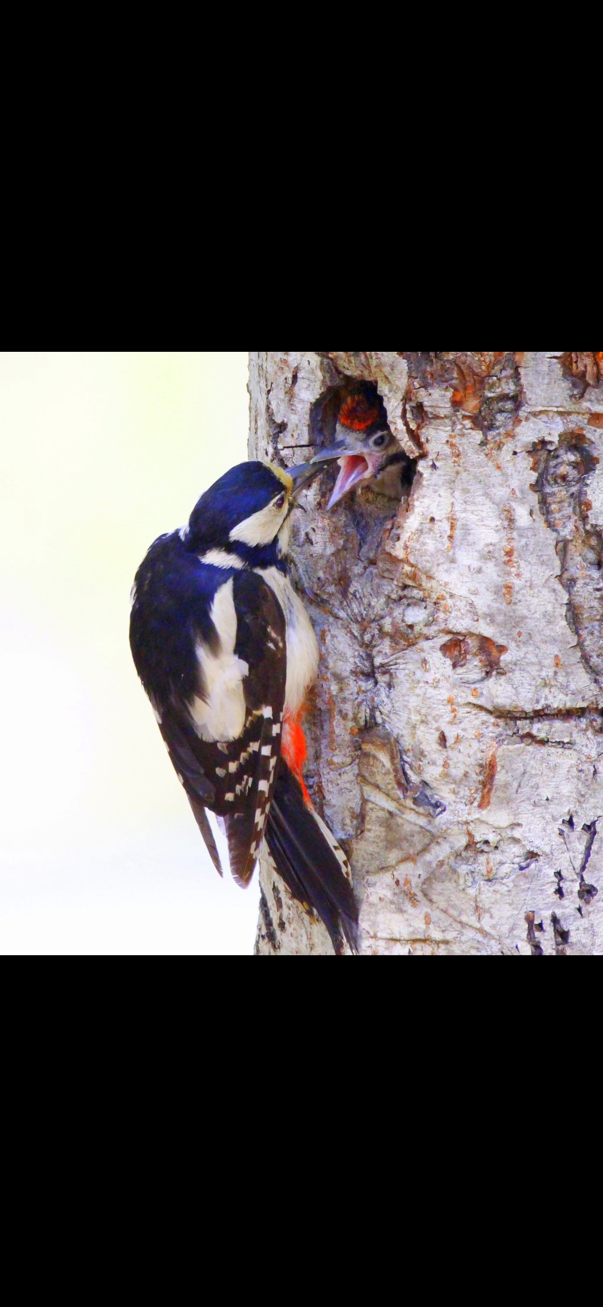 Velkommen til Hedvigs salong - et formiddagstreff - torsdag 30. april kl. 12.00 i Holbergs gate 3! Diakon Torunn Skifjeld vil vise bilder og fortelle om fugler. Du er varmt velkommen!